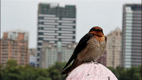 燕子叫聲狀聲詞|11 鳥 形容「鳥鳴」的狀聲詞單詞卡 